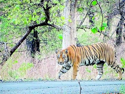 The 'Diwali' of those trying to cage 'Pinky' is in the forest this year! | ‘पिंकी’ला पिंजराबंद करण्यासाठी प्रयत्न करणाऱ्यांची ‘दिवाळी’ यंदा जंगलातच!