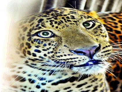  The leopard attack on the former Sarpanch | माजी सरपंचावर बिबट्याचा हल्ला