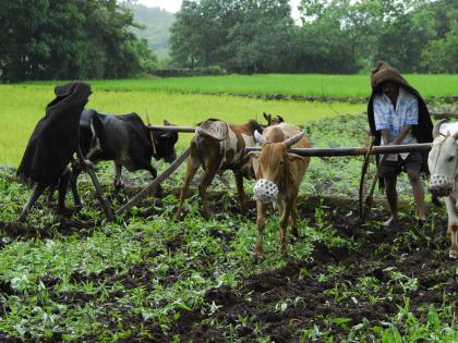 Farmers are the inspiration of farmers; National Farmers Day Special | शेतकरीच बनत आहेत शेतकऱ्यांचे प्रेरणास्त्रोत; राष्ट्रीय शेतकरी दिन विशेष