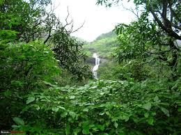 The joy of growing forest area! | वनक्षेत्र वाढल्याचा आनंदोत्सव !