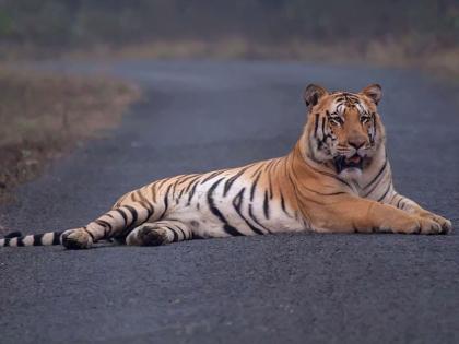 Surya Wagh's 'Jungle King' in Umred-Karhand Sanctuary! | उमरेड-कऱ्हांडला अभयारण्यात सूर्या वाघाचे ‘जंगलराज’!