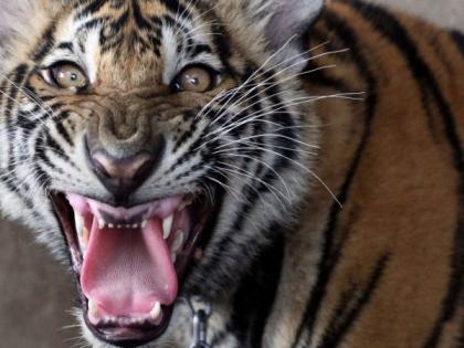 A tiger landed in house in Chandrapur district | चंद्रपूर जिल्ह्यात बाम्हणी येथील घरात वाघाने मांडले ठाण