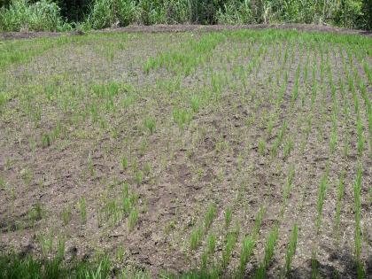 Kharif crops in danger due to lack of rainfall | पाऊस गेला...जीव टांगणीला; शेतकऱ्यांच्या हृदयाचे ठोके वाढले 