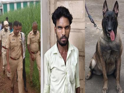 Murder of girl in Shiye Kolhapur: Belly dog of police force finds body in just 10 minutes | Kolhapur: शियेत बालिकेचा खून: पोलिस दलातील बेली श्वानाने अवघ्या दहा मिनिटांत शोधला मृतदेह