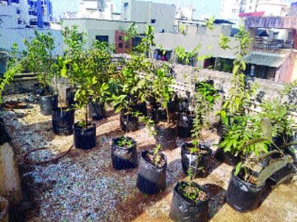  Youth created 'Horticulture' on the terrace of the building | तरुणाने इमारतीच्या टेरेसवर निर्माण केली ‘फळबाग’