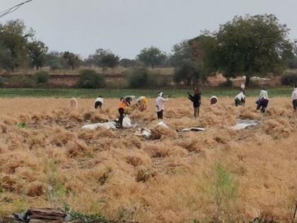 The arrival of unseasonal rains; Wheat growers worried | अवकाळी पावसाचे आगमन; गहू, हरभरा उत्पादक चिंतेत