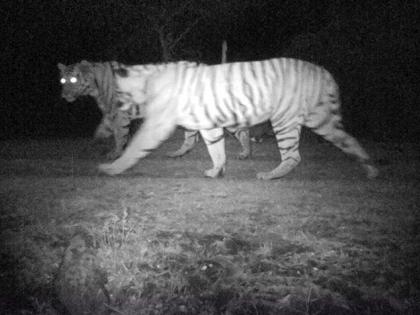 Tigers found at Linga, Karvar, Ekalvir Panchctrashit of Satpuda | सातपुड्याच्या कुशीतील लिंगा, करवार, एकलविहीर पंचक्रोशीत वाघांचे वास्तव्य