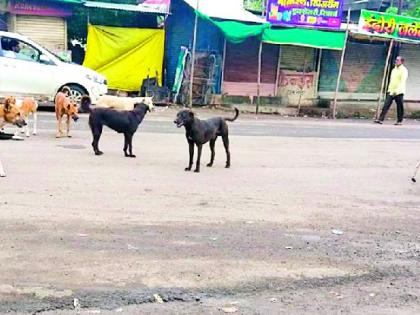 Stray dogs roam the city | बेवारस श्वानांचा शहरात सुळसुळाट