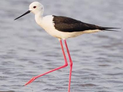 Black wing stilt is traveling from Vidarbha | ऑस्ट्रेलियन शेकाट्याचा विदर्भातून प्रवास; महाराष्ट्रात प्रथमच नोंद