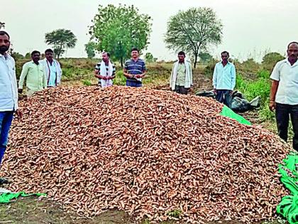 Farmers give turmeric by farming | हळद शेतीने दिला शेतकऱ्यांना हात