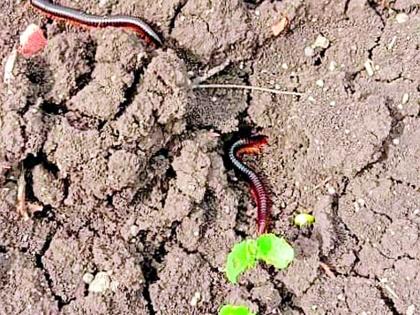 Millipedes plague farmers | ‘मिलिपीड'मुळे शेतकरी त्रस्त