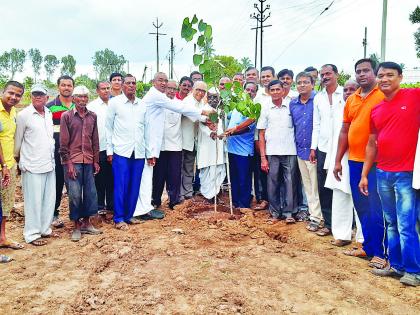 Tree plantation removed from the cemetery | स्मशानातील थडगी काढून केले वृक्षारोपण