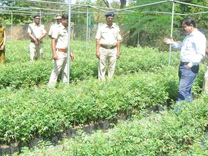 84 percent of trees in Beed forest festival claimed living! | बीडमध्ये वन महोत्सवात लावलेली ८४ टक्के झाडे जगल्याचा दावा !