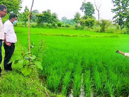 Hands on the steering wheel fixed in farming | स्टेअरिंगवरील हात स्थिरावले शेतीकामात