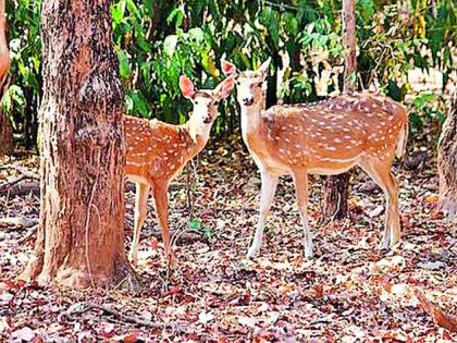 Wildlife threat to wildlife | पाणवठ्यांवर वन्यप्राण्यांच्या जीविताला धोका