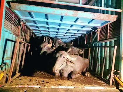 22 rescued persons going to the container for slaughter | कत्तलीसाठी कंटेनरमधून जाणाऱ्या २२ जनावरांची सुटका