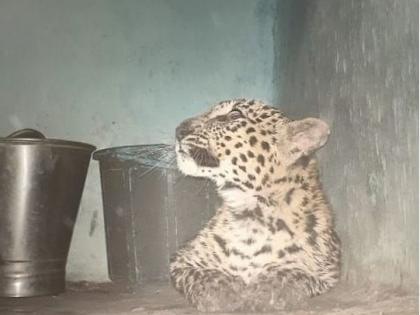 Leopard entered in home ; Events in Gondia district | बिबट्याने मांडले घरात ठाण; गोंदिया जिल्ह्यातील घटना