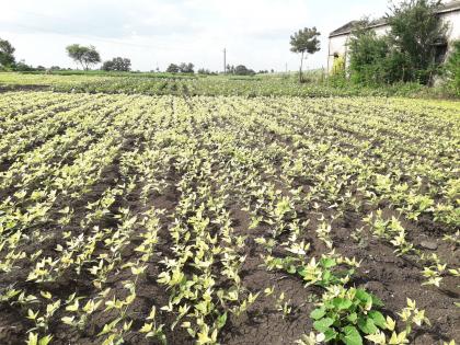 Yield is likely to decline due to yellowing of soybean crop | सोयाबीन पिक पिवळे पडल्याने उत्पादन घटण्याची शक्यता