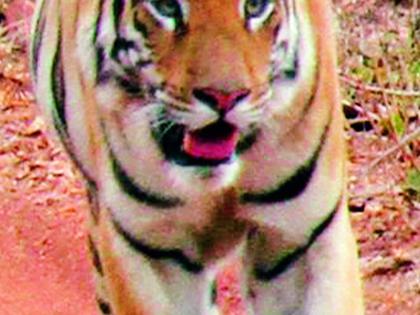 Tiger hanging in the Maal area still | मासळ परिसरात अजूनही वाघाची दहशत