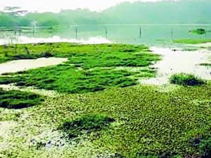 Agricultural water harvesting nipikas due to sewage | सांडपाण्यामुळे अडीच हेक्टर शेतजमिनी नापिकी