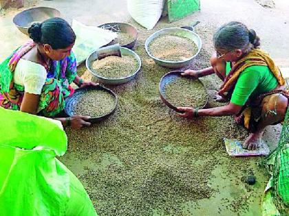 Falling in the income of rabi crops | रबी पिकाच्या उत्पन्नात घसरण