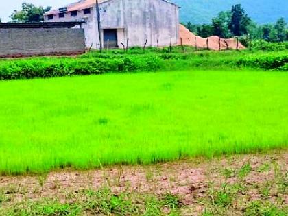 Due to lack of rain, the paddy fields are dry | पावसाअभावी धान पऱ्हे कोरडेच Due to lack of rain, the paddy fields are dry | पावसाअभावी धान पऱ्हे कोरडेच