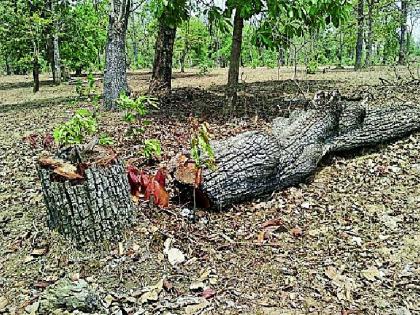 Tree Trees Seed | शेत जमिनीसाठी वृक्षतोड