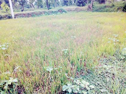 Declare drought in the taluka | तालुक्यात दुष्काळ घोषित करा