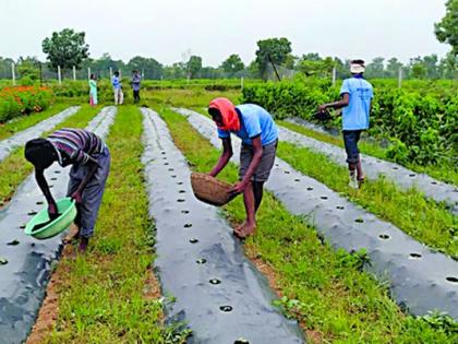 Organic horticulture by women farmers | महिला शेतकऱ्याने फुलविली सेंद्रिय बागायत Organic horticulture by women farmers | महिला शेतकऱ्याने फुलविली सेंद्रिय बागायत