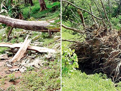 Open slaughter of trees collapsed | कोसळलेल्या झाडांची खुलेआम कत्तल