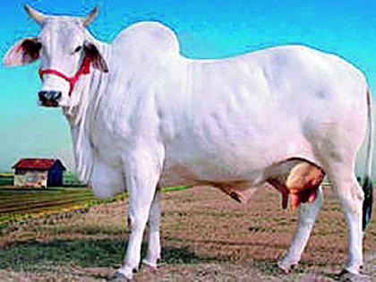 20 percent increase in milk production | २० टक्के दुग्ध उत्पादनात वाढ