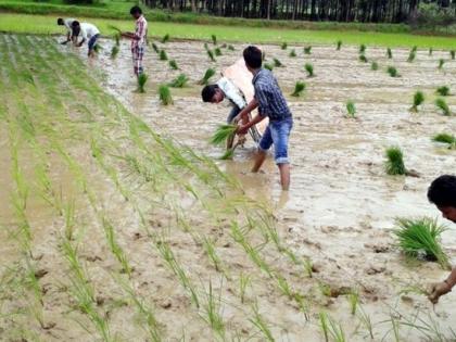 Gondia district's 30 thousand number of accounts of farmers disappeared | गोंदिया जिल्ह्यातील तीस हजार शेतकऱ्यांचे खाते क्रमांक गायब