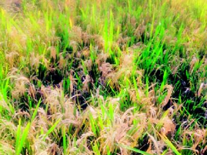 Insect infestation on rabi rice crops | रब्बी धान पिकांवर किडरोगांचे आक्रमण