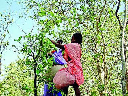  Tondubatta Tudai season 'Fika-Fika' | तेंदुपत्ता तुडाई हंगाम ‘फिका-फिका’