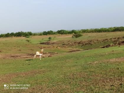 In the lush green forest ... deer roaming free .... picture of Alkuti area | हिरव्या हिरव्या रानात...हरणांचा मुक्त संचार....अळकुटी परिसरातील चित्र