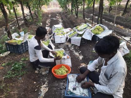 Farmers in Yeola taluka came to Metakutis after the economic turnover in onion and grape depots came to a standstill | कांदा, द्राक्ष आगारात आर्थिक उलाढाल ठप्प येवला तालुक्यातील शेतकरी आला मेटाकुटीस