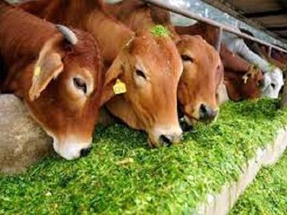 Jalna district has 34% livestock count | जालना जिल्ह्यात ३४ टक्केच पशुगणना