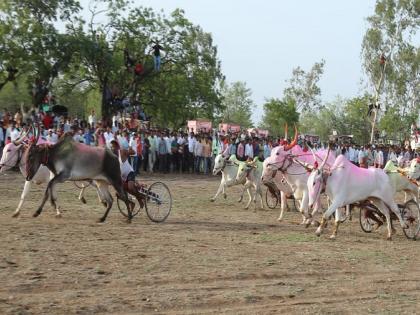 Kolhapur Sandeep Patil Haranya won the bullock cart race at Kavthemahankal | शर्यतीच्या मैदानावर कोल्हापूरचा 'हरण्या'च जिंकण्याची चर्चा, ..अन् पहिला आला तोच