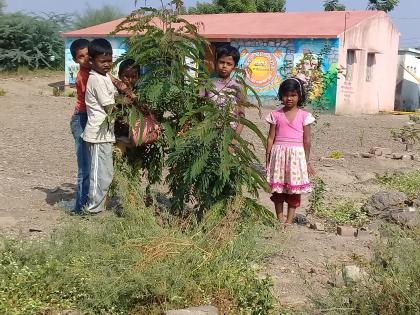 During Diwali holidays, students awoke in the vicinity of the school | दिवाळीच्या सुट्टीत विद्यार्थ्यांनी जगविले शाळेच्या परिसरातील झाडे