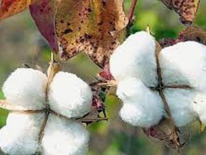  CCI's cotton procurement center will be started in Shahada | शहाद्यात सीसीआयचे कापूस खरेदी केंद्र सुरू होणार