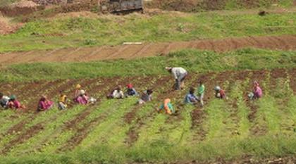 Tribal farmers are also in financial crisis due to the loss of 'Amchoor' | ‘आमचूर’च्या नुकसानीमुळे आदिवासी शेतकऱ्यांचा खरीपही आर्थिक संकटात Tribal farmers are also in financial crisis due to the loss of 'Amchoor' | ‘आमचूर’च्या नुकसानीमुळे आदिवासी शेतकऱ्यांचा खरीपही आर्थिक संकटात