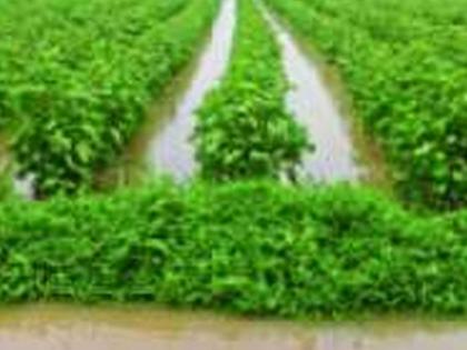 There will be waiver of farm fees and examination fees | शेतसारा व परिक्षा शुल्क होणार माफ There will be waiver of farm fees and examination fees | शेतसारा व परिक्षा शुल्क होणार माफ