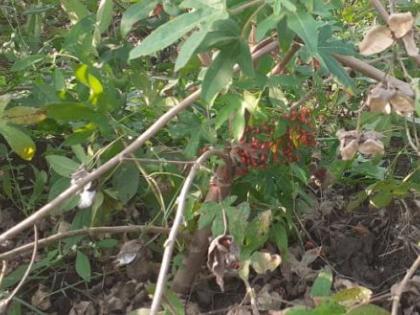 Pest infestation on cotton | कापसावर किटकांचा प्रादुर्भाव Pest infestation on cotton | कापसावर किटकांचा प्रादुर्भाव