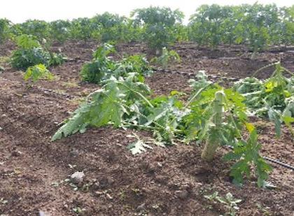 Damage caused by cutting down papaya trees in Godipur Shivara | गोदीपूर शिवारात पपईची झाडे कापून नुकसान