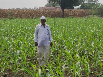 Following kharif, now maize is also planted in Rabbi | खरीपा पाठोपाठ आता रब्बीतही मका लागवड