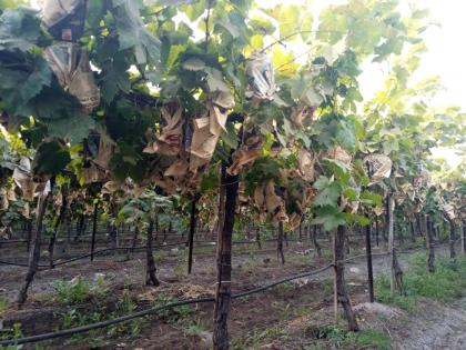 Colds increase grape growers' headaches | थंडीने वाढविली द्राक्ष उत्पादकांची डोकेदुखी