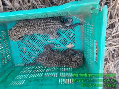 A visit to the mother of two leopard cubs at Karanji | करंजी येथे बिबट्याच्या दोन बछड्यांची आईशी घडवून आणली भेट