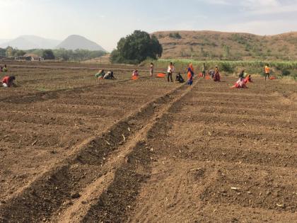 Accelerate onion cultivation in Ootur area | ओतूर परिसरात कांदा लागवडीला वेग