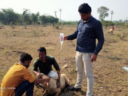 8 sheep die in Sonewadi after drinking chemical mixed water | केमिकलमिश्रित पाणी पिल्याने सोनेवाडीत ८ मेंढ्यांचा मृत्यू