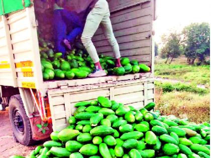 Rotated rotor on a papaya in Kasegawa | कासेगावात एकरातील पपईवर फिरविला रोटर